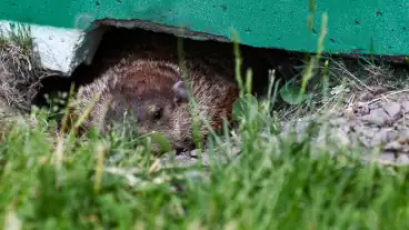 Groundhog Day: Why Montreal’s resident rodents are a hazard at the F1 Canadian Grand Prix