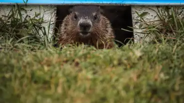 PETA demands F1 Canadian GP action after Alex Albon's groundhog crash